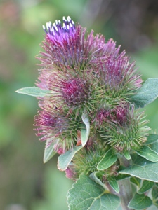 Arctium minus